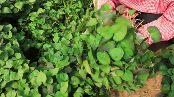 Agricultores Plantam Mudas Batata Doce Luannan County Hebei Province China — Vídeo de Stock