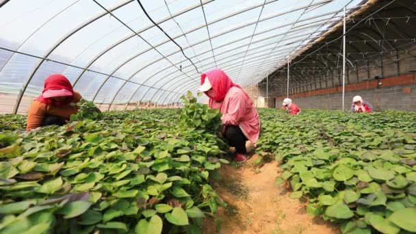 Państwo Luannskie Chiny Kwietnia 2020 Rolnicy Zbierają Sadzonki Słodkich Ziemniaków — Wideo stockowe