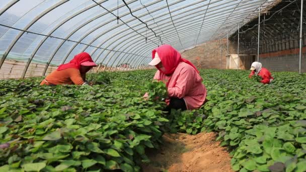 中国鲁安纳河流域 2020年4月10日 中国河北省鲁安纳河流域农民在温室收集甘薯幼苗 — 图库视频影像
