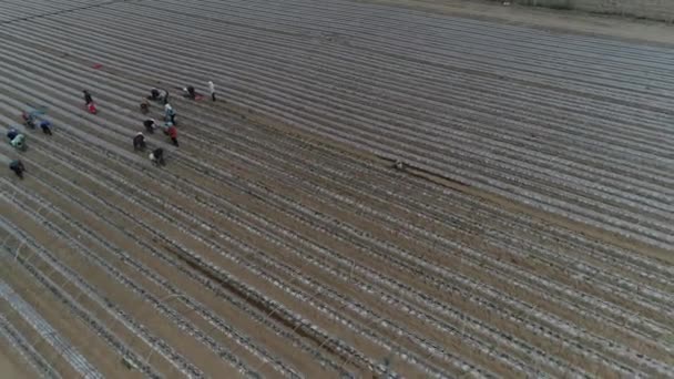 Фермеры Выращивают Саженцы Сладкого Картофеля Аэрофотоснимки Бпла Луаннан Провинция Хэбэй — стоковое видео