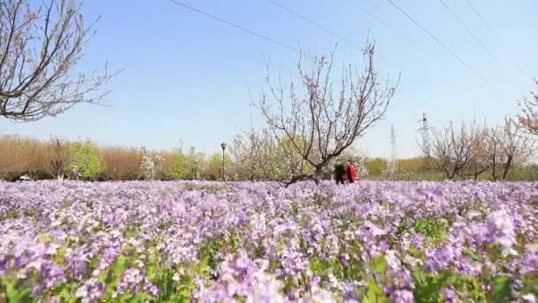 Luannan County Provincia Hebei China Abril 2020 Las Mujeres Disfrutan — Vídeos de Stock