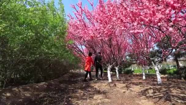 Comté Luannan Province Hebei Chine Avril 2020 Les Visiteurs Font — Video