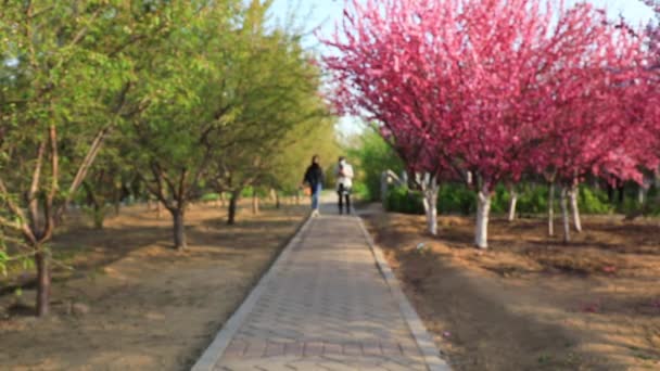 2020年4月12日 中国河北省阮南县 游客在植物园春游 — 图库视频影像