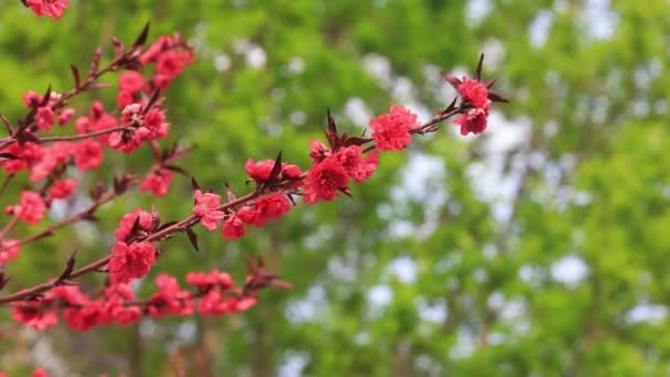 Blühende Lila Blumen Garten Nordchina — Stockvideo