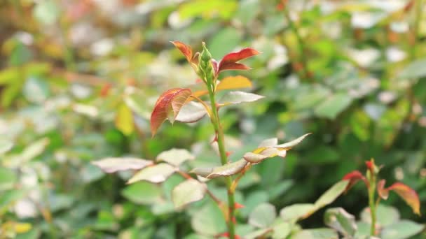 Rose Buds Βοτανικό Κήπο Βόρεια Κίνα — Αρχείο Βίντεο