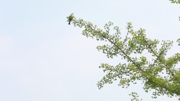 Птица Дереве Гинкго Северный Китай — стоковое видео