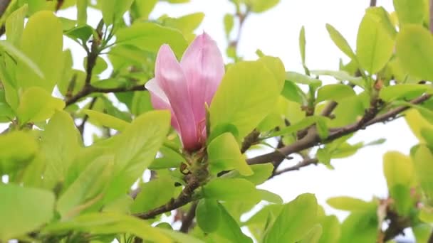 Magnolia Plena Floração Parque Norte China — Vídeo de Stock