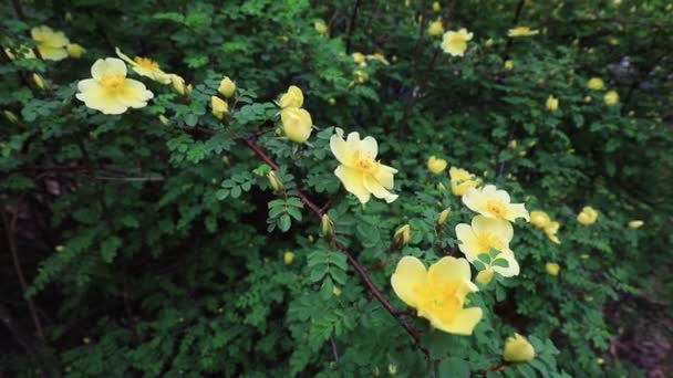 Rosa Plena Floração Jardim Botânico Norte China — Vídeo de Stock