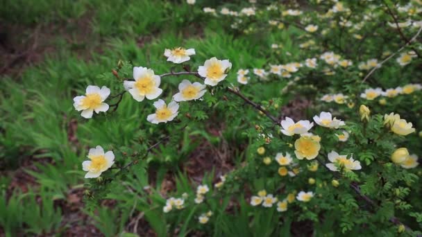 华北植物园盛开的玫瑰 — 图库视频影像