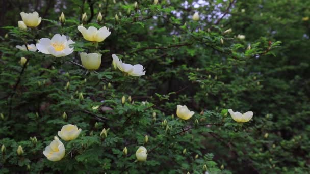 Ros Full Blom Botaniska Trädgården Norra Kina — Stockvideo
