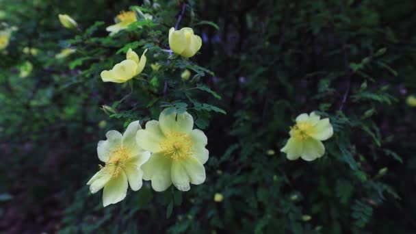 Ros Full Blom Botaniska Trädgården Norra Kina — Stockvideo