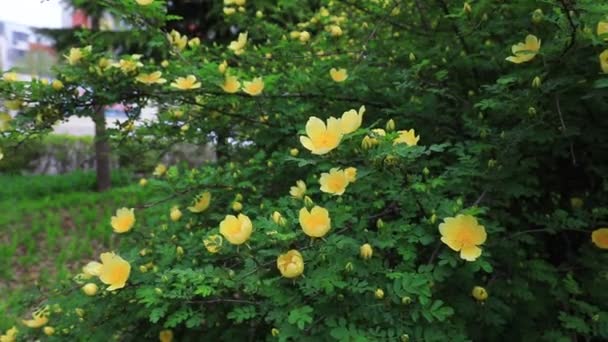 Τριαντάφυλλο Πλήρη Άνθιση Στον Βοτανικό Κήπο Βόρεια Κίνα — Αρχείο Βίντεο
