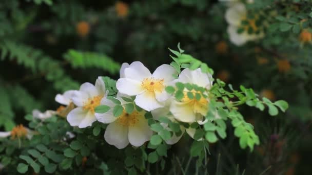 Rosa Davurica Λουλούδια Στον Βοτανικό Κήπο Βόρεια Κίνα — Αρχείο Βίντεο
