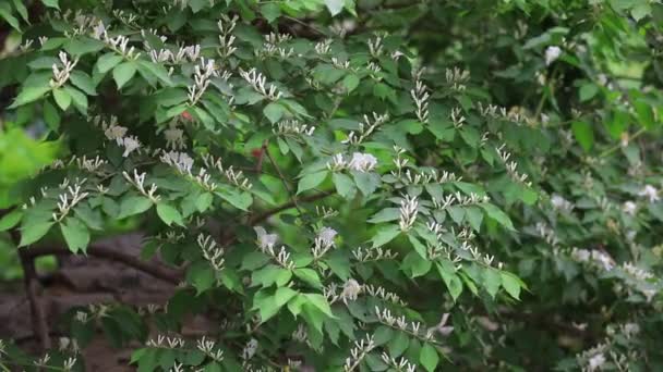 Kamperfoelie Bloemen Botanische Tuin Noord China — Stockvideo