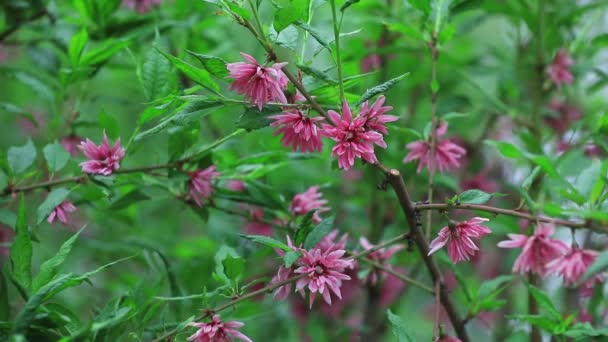 Όμορφα Μοβ Λουλούδια Στον Βοτανικό Κήπο Βόρεια Κίνα — Αρχείο Βίντεο