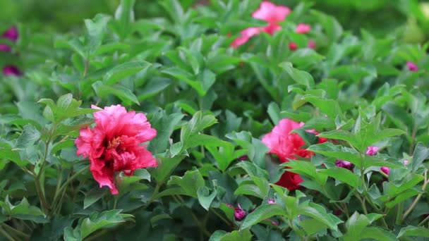 Pioenenbloemen Botanische Tuin Noord China — Stockvideo