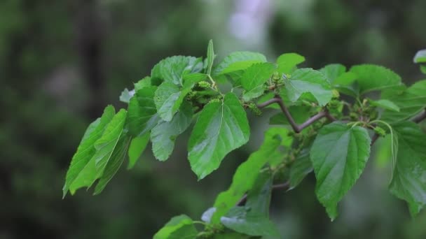Mulberry Grădina Botanică China Nord — Videoclip de stoc