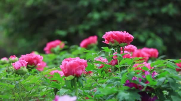 Pioenenbloemen Botanische Tuin Noord China — Stockvideo