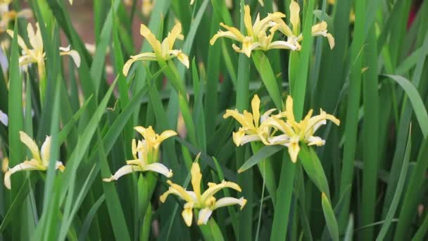 Iris Flori Parc China Nord — Videoclip de stoc