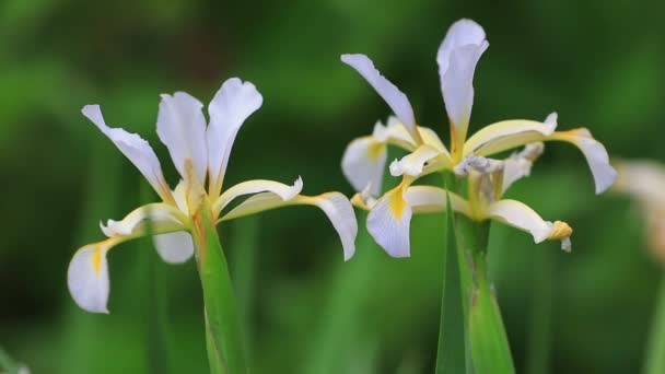 Iris Bloemen Het Park Noord China — Stockvideo