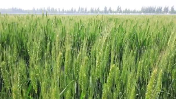 Getreidevollernten Auf Ackerland Nordchina — Stockvideo