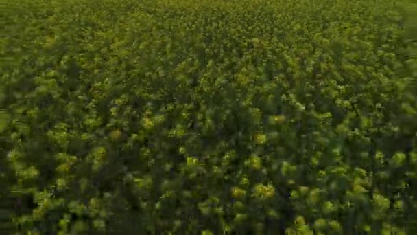 Krásné Řepky Květiny Polích Severní Čína — Stock video