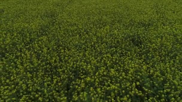 Krásné Řepky Květiny Polích Severní Čína — Stock video