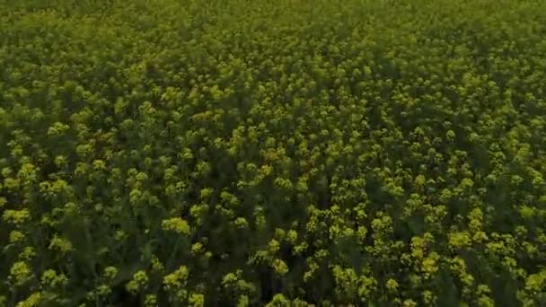 Цветы Полях Северный Китай — стоковое видео