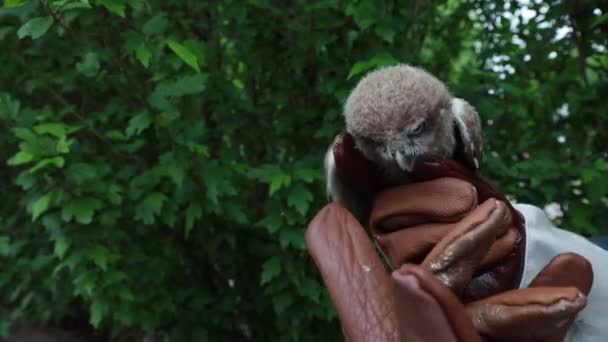 Kuş Kurtarma Ekipleri Genç Baykuşların Kuzey Çin Deki Stres Tepkilerini — Stok video