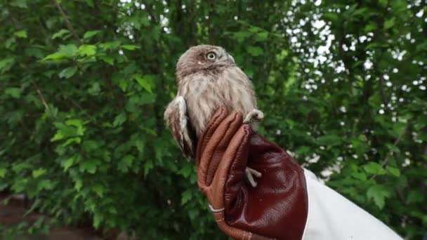 Les Sauveteurs Oiseaux Ont Testé Réponse Stress Des Jeunes Hiboux — Video