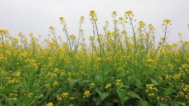 Hermosas Flores Violación Los Campos Norte China — Vídeo de stock