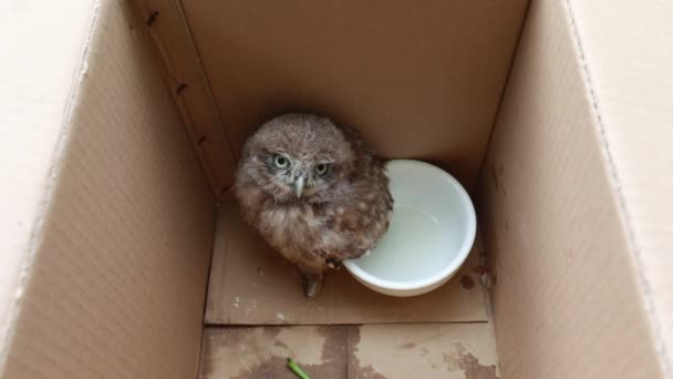 Rescued Baby Owl Rohu Krabice Severní Čína — Stock video