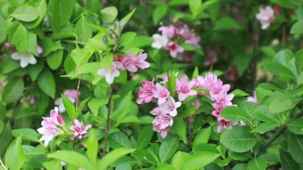 Weigela Florida Full Blom Botaniska Trädgården Norra Kina — Stockvideo