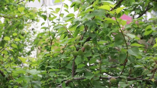 植物園 北中国の緑の果実 — ストック動画