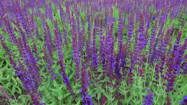 Blooming Violet Russian Sage Park North China — Stock Video