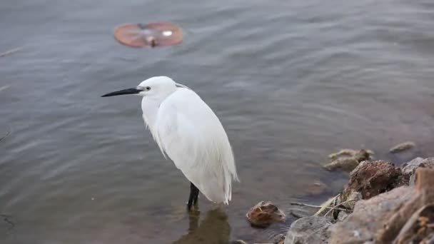 Egret Perches Water North China — Stock Video