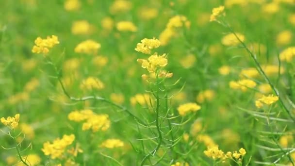 アフィドファイルは中国北部のレイプ花から蜜を集める — ストック動画