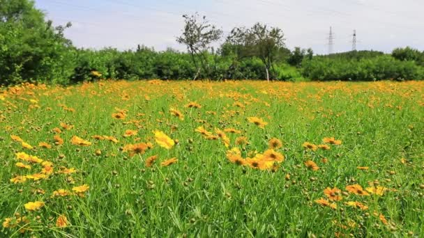Faisão Dourado Plena Floração Jardim Botânico Norte China — Vídeo de Stock