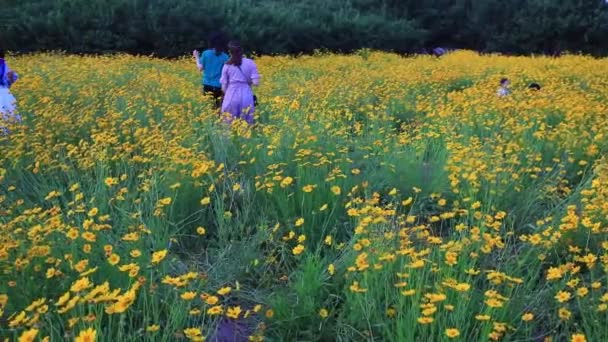 Luannan 카운티 허베이성 2020 관광객은 황금빛 페아산트와 사이의 공원에서 있습니다 — 비디오