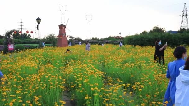 Luannan 카운티 허베이성 2020 관광객은 황금빛 페아산트와 사이의 공원에서 있습니다 — 비디오