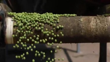 Bezelye kabukları taşıyıcı bantta.