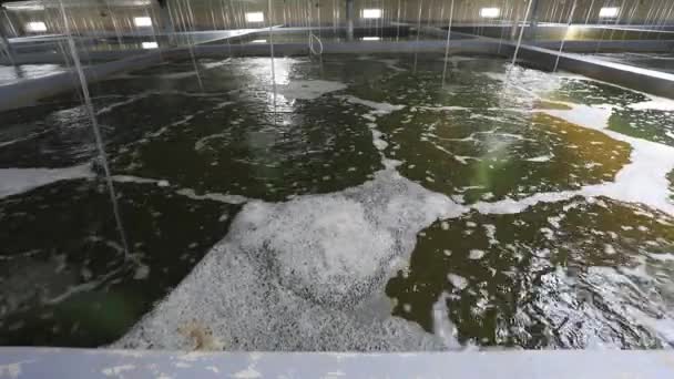 Εργαστήριο Θαλάσσιας Καλλιέργειας Εργοστάσιο Βρίσκεται Μια Αλιευτική Εκμετάλλευση Στη Βόρεια — Αρχείο Βίντεο