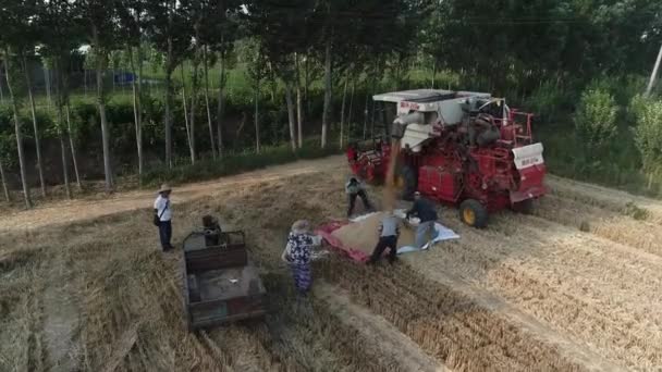 Luannan County Provincie Hebei China Juni 2020 Oogsters Dumpen Tarwekorrels — Stockvideo