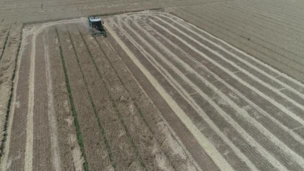 Сборщик Урожая Пшеницы Пшеничном Поле Ферме Северный Китай — стоковое видео