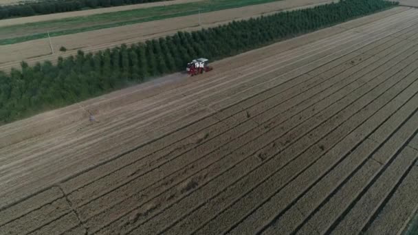 Θεριστής Συλλέγει Σιτάρι Στον Τομέα Του Σιταριού Στο Αγρόκτημα Βόρεια — Αρχείο Βίντεο