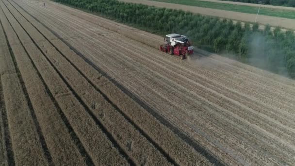 수확기는 농장에서 밀밭에서 수확합니다 — 비디오