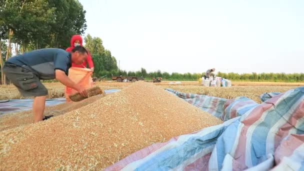 Kraj Luannanu Prowincja Hebei Chiny Czerwca 2020 Rolnicy Uprawiają Pszenicę — Wideo stockowe