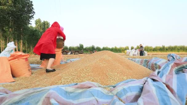 Luannan County Provinz Hebei China Juni 2020 Bauern Tüten Weizen — Stockvideo