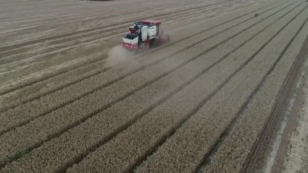 Сборщики Урожая Пшеницы Полях Северный Китай — стоковое видео