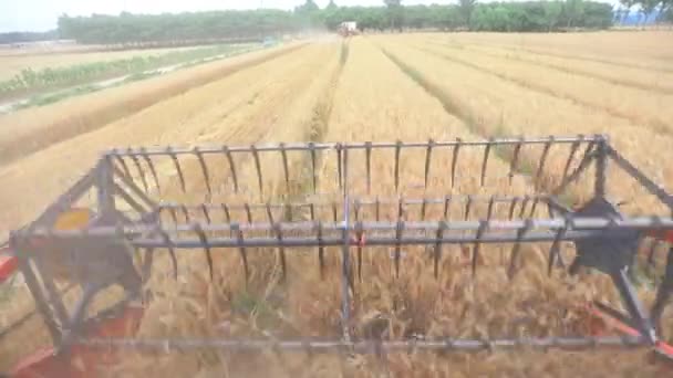 Sklizeň Pšenice Sklízí Polích Severní Čína — Stock video